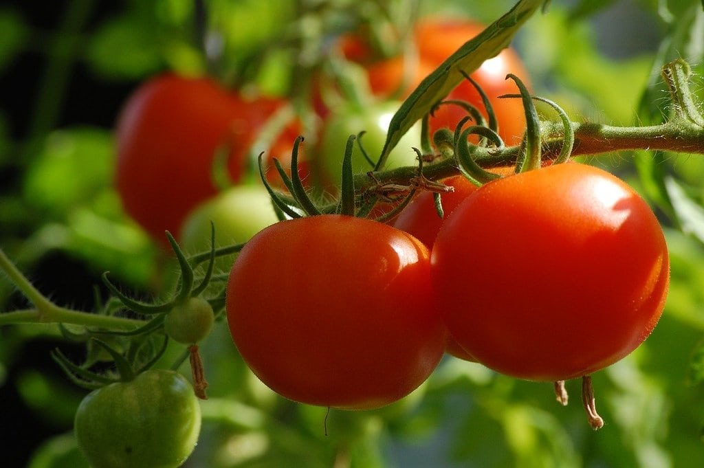 Installer un potager en carrés pour cultiver facilement