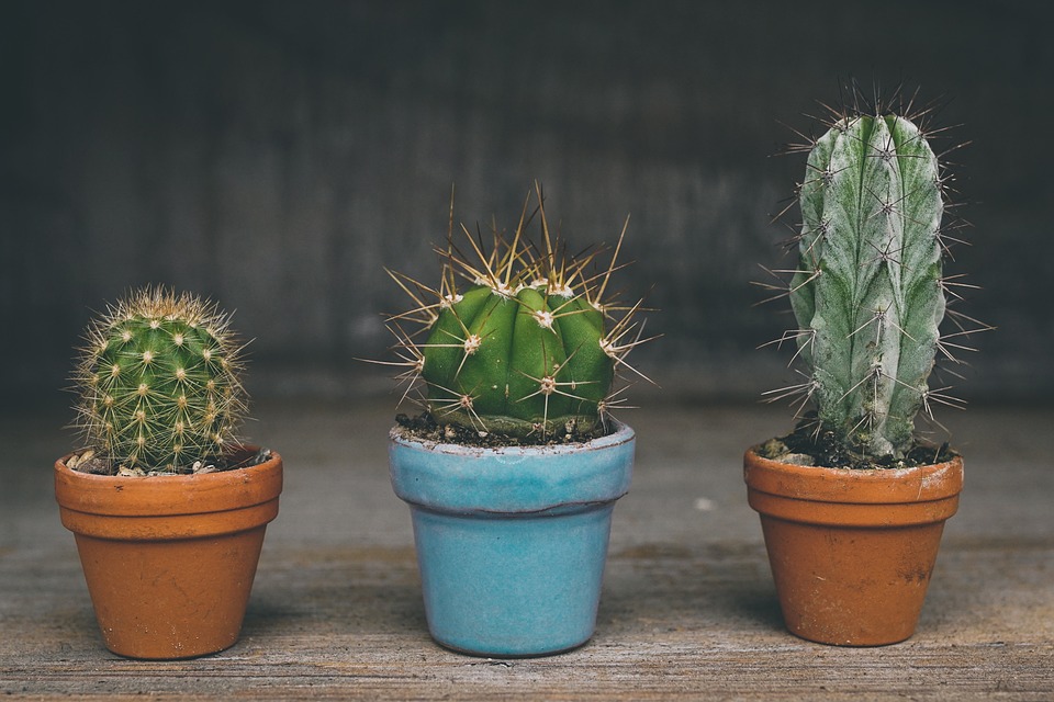 Transformer un espace avec des plantes d'intérieur originales
